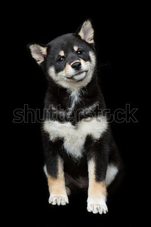 Stock photo: Beautiful shiba inu puppy 
