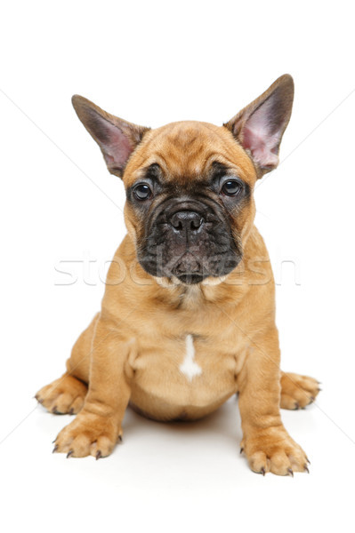 Cute frans bulldog puppy mooie weinig Stockfoto © svetography