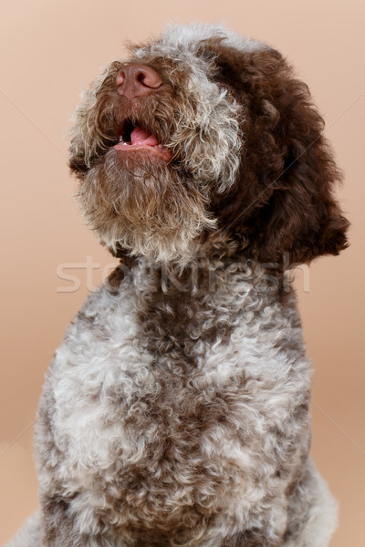 Hermosa marrón mullido cachorro perro Foto stock © svetography