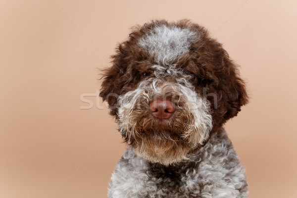 Foto stock: Hermosa · marrón · mullido · cachorro · perro