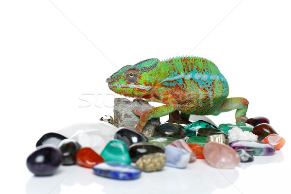 alive chameleon reptile Stock photo © svetography