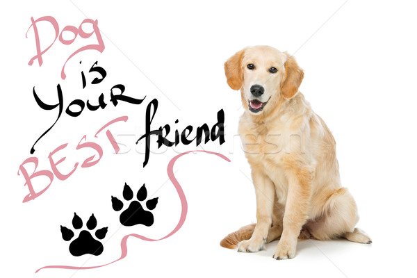 Stockfoto: Jonge · golden · retriever · hond · vergadering · print