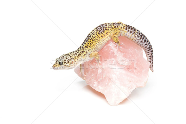Pequeno lagarto animal de estimação sessão rosa rocha Foto stock © svetography
