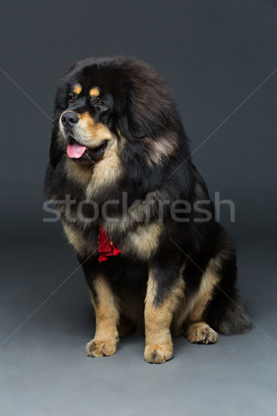 Belo grande mastim cão retrato Foto stock © svetography
