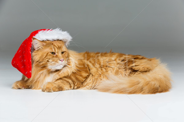 Duży imbir kot christmas hat Maine Zdjęcia stock © svetography