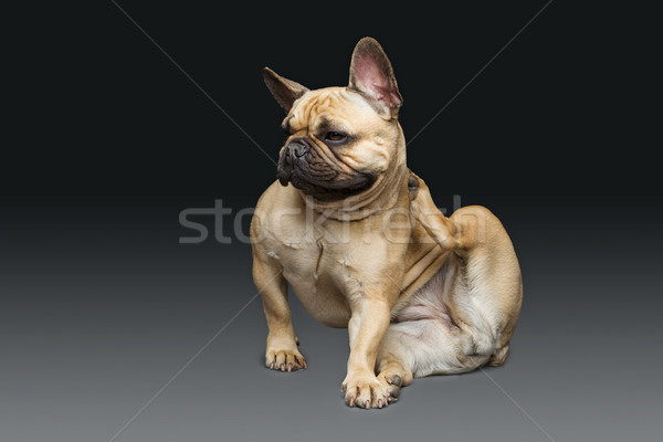 Hermosa francés bulldog perro retrato jóvenes Foto stock © svetography