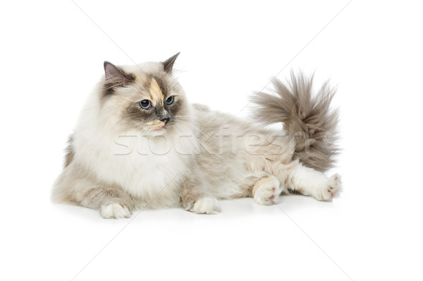 Güzel kedi yalıtılmış beyaz uzun kürk Stok fotoğraf © svetography