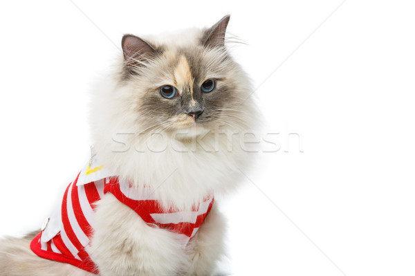 beautiful birma cat in red pullover Stock photo © svetography