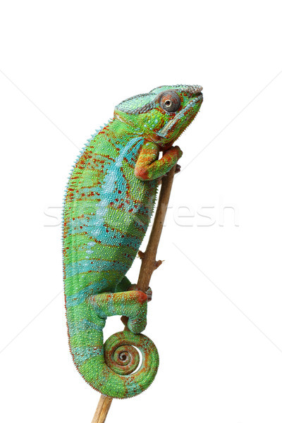 Vivo camaleonte rettile seduta ramo Foto d'archivio © svetography