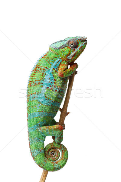 alive chameleon reptile Stock photo © svetography