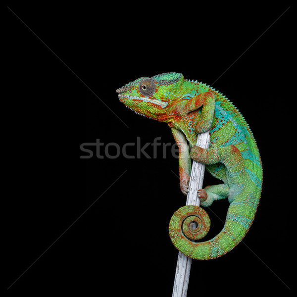 Сток-фото: живой · Chameleon · рептилия · сидят · филиала