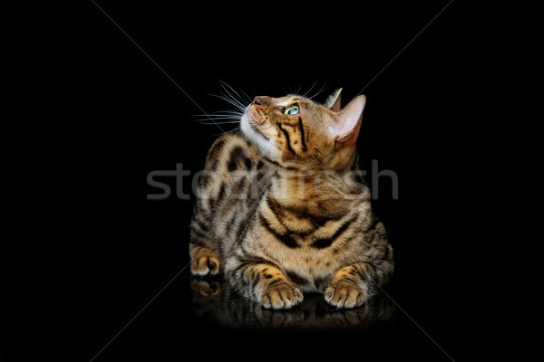 Beautiful bengal cat Stock photo © svetography