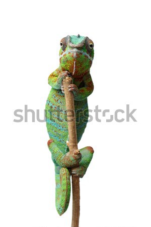 alive chameleon reptile Stock photo © svetography