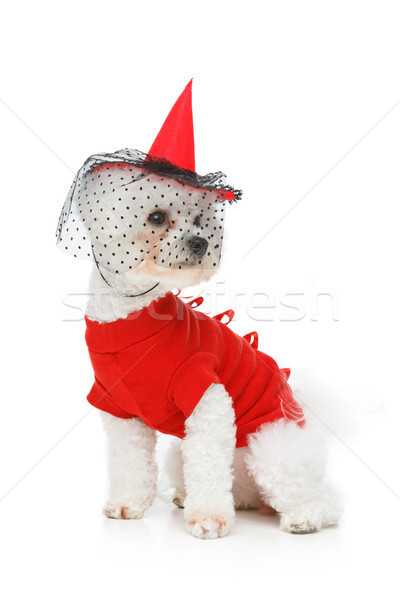 Belo cão halloween bruxa traje isolado Foto stock © svetography