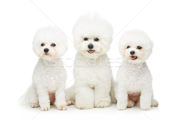 Frumos câini trei izolat alb spatiu copie Imagine de stoc © svetography