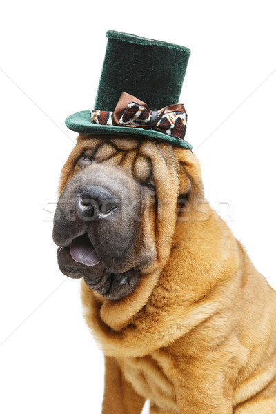 beautiful shar pei puppy in hat Stock photo © svetography