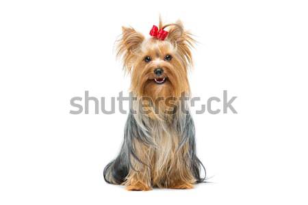 Belo yorkshire terrier sessão cão vermelho Foto stock © svetography