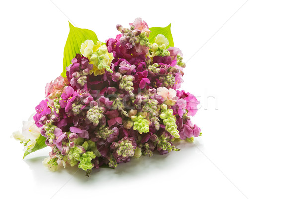 Stock fotó: Gyönyörű · virág · rózsaszín · fehér · izolált · copy · space