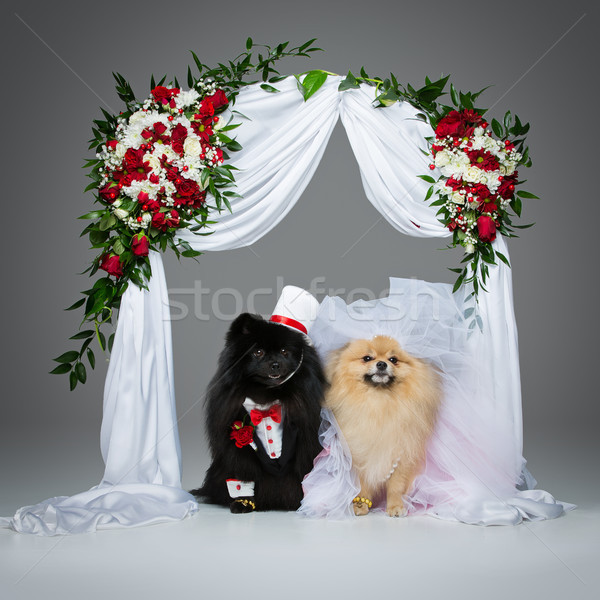 dog wedding couple under flower arch Stock photo © svetography