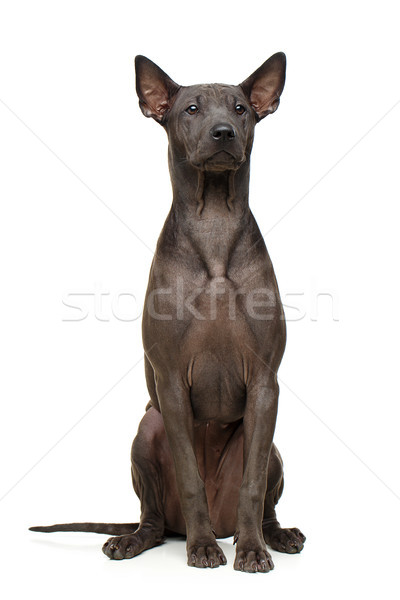 Foto stock: Belo · thai · cachorro · cão · super · curto