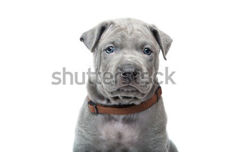 Thai ridgeback puppy isolated on white Stock photo © svetography
