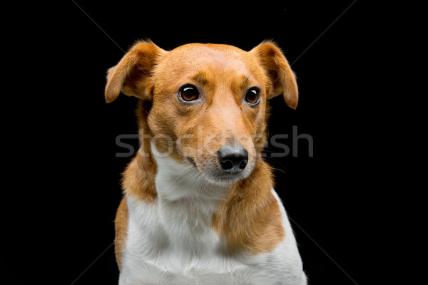 Jack Russell Terrier Porträt schönen Erwachsenen reinrassig Stock foto © svetography