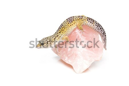 Stock photo: Small gicon lizard