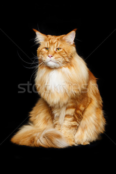 Belo gato grande cópia espaço preto Foto stock © svetography
