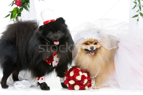Kutya esküvő pár virág ív gyönyörű Stock fotó © svetography