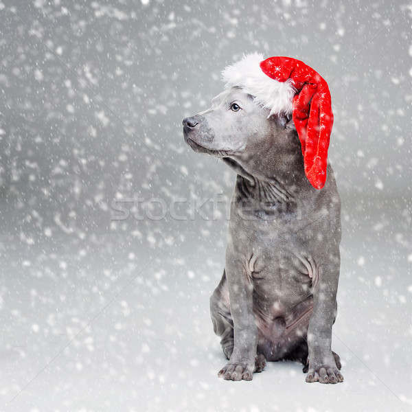 thai ridgeback puppy in xmas hat Stock photo © svetography