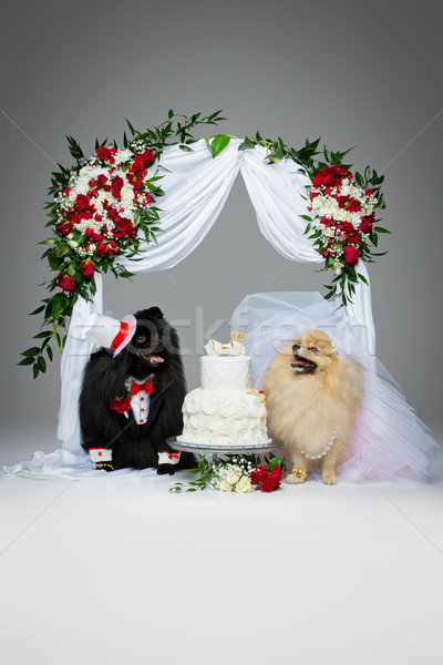 Stock photo: dog wedding couple under flower arch