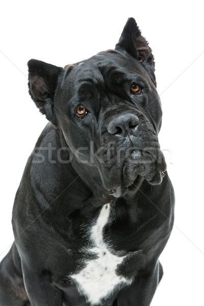 Schönen Zuckerrohr Hund Sitzung isoliert weiß Stock foto © svetography