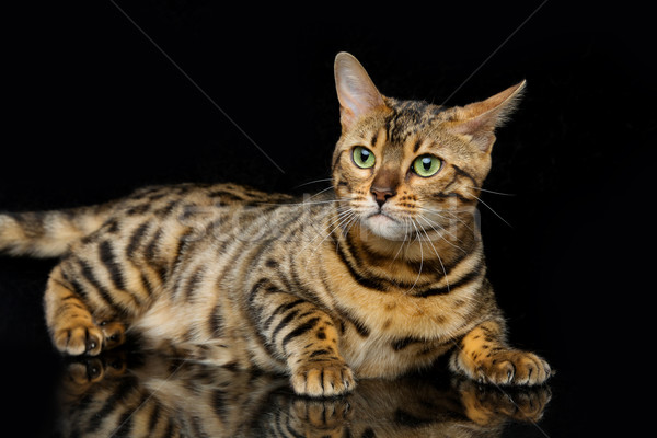 Beautiful bengal cat Stock photo © svetography