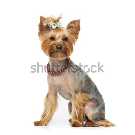 Beautiful yorkshire terrier with necklace Stock photo © svetography