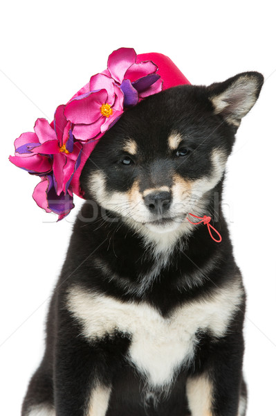 Beautiful shiba inu puppy in pink hat Stock photo © svetography