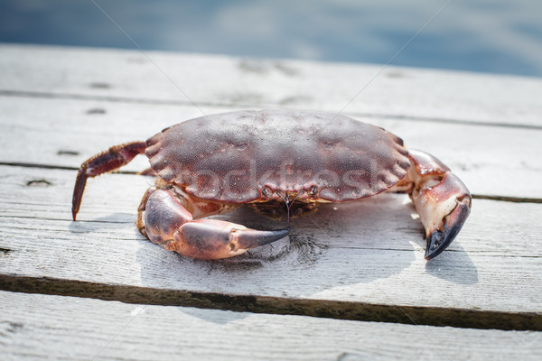 alive crab standing on wooden floor Stock photo © svetography