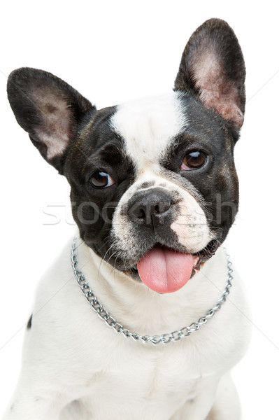 french bulldog dog isolated on white background Stock photo © svetography