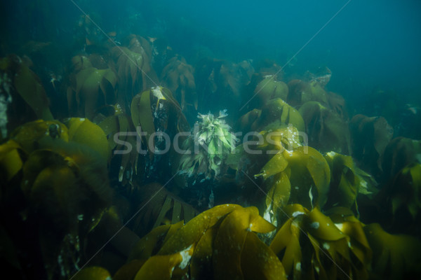 underwater landscape in Norway Stock photo © svetography