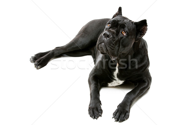 Sétapálca kutya gyönyörű merő fekete női Stock fotó © svetography