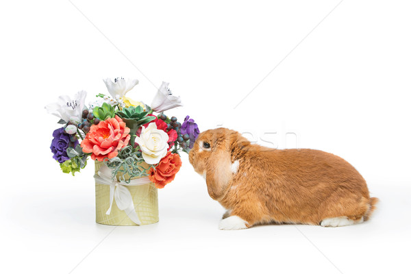 Beautiful domestic rabbit Stock photo © svetography