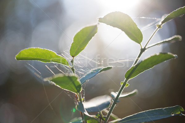 wild plants in latvia Stock photo © svetography