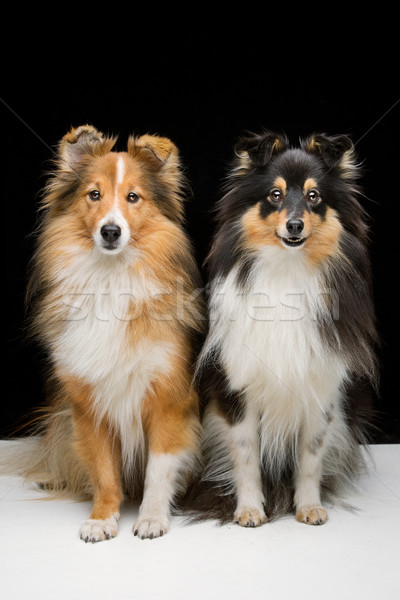 Two sheltie dogs Stock photo © svetography