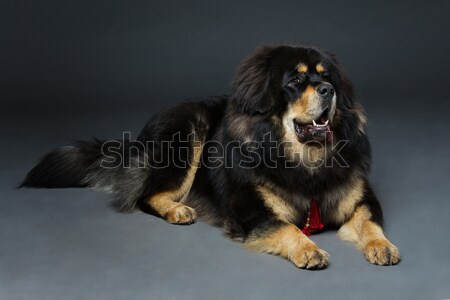 Belle grand mastiff chien portrait Photo stock © svetography