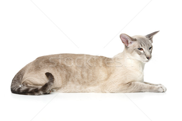 Beautiful oriental siam cat Stock photo © svetography