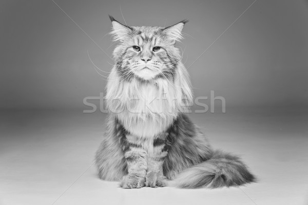 Beautiful maine coon cat Stock photo © svetography