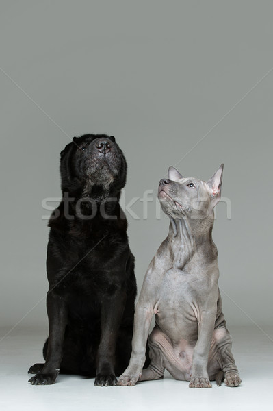thai ridgeback puppy and shar pei dog Stock photo © svetography
