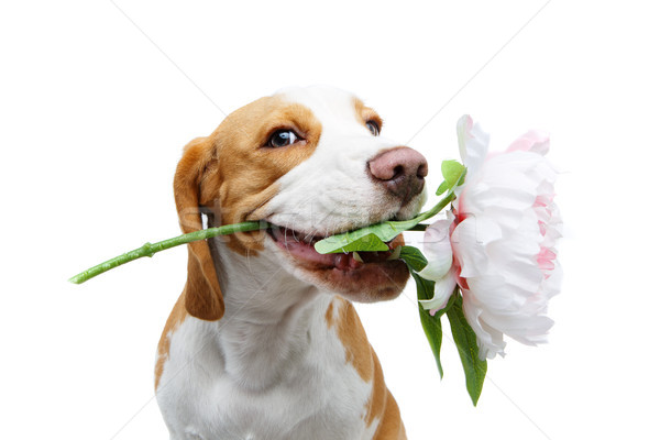 [[stock_photo]]: Belle · Beagle · chien · fleur · fille