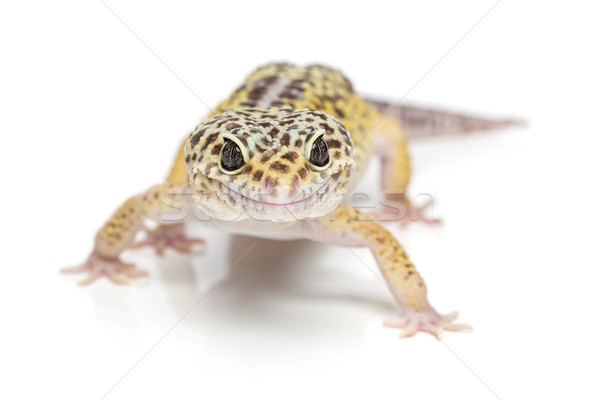 Pequeno lagarto animal de estimação isolado branco cópia espaço Foto stock © svetography