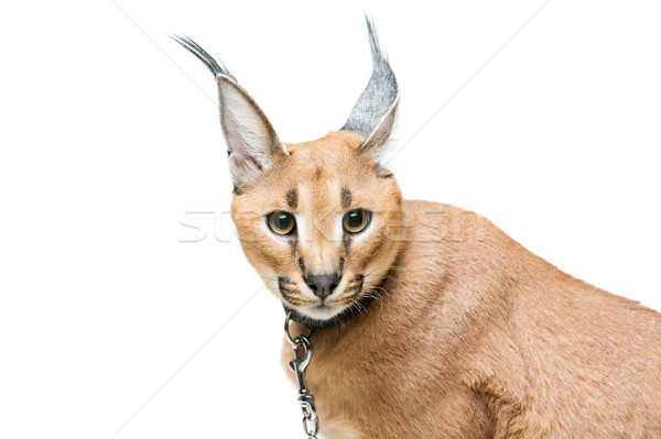 Beautiful caracal lynx isolated on white Stock photo © svetography