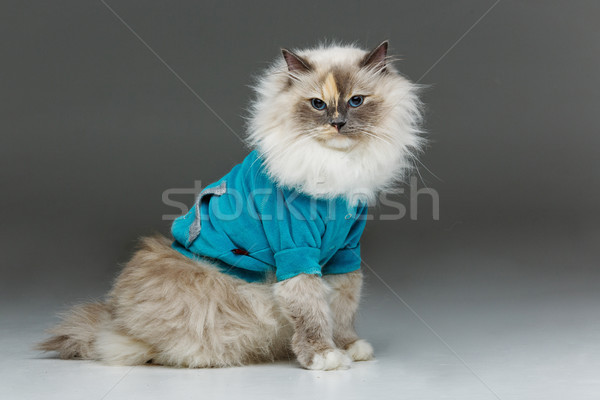 beautiful birma cat in blue shirt Stock photo © svetography